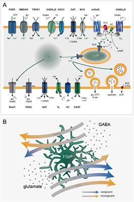 The Paradox of Astroglial Ca2 + Signals at the Interface of Excitation and Inhibition